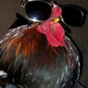 Meet your Posher, Logan